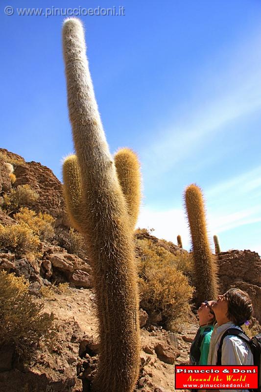 BOLIVIA 2 - Isla Incahuasi - 11.jpg